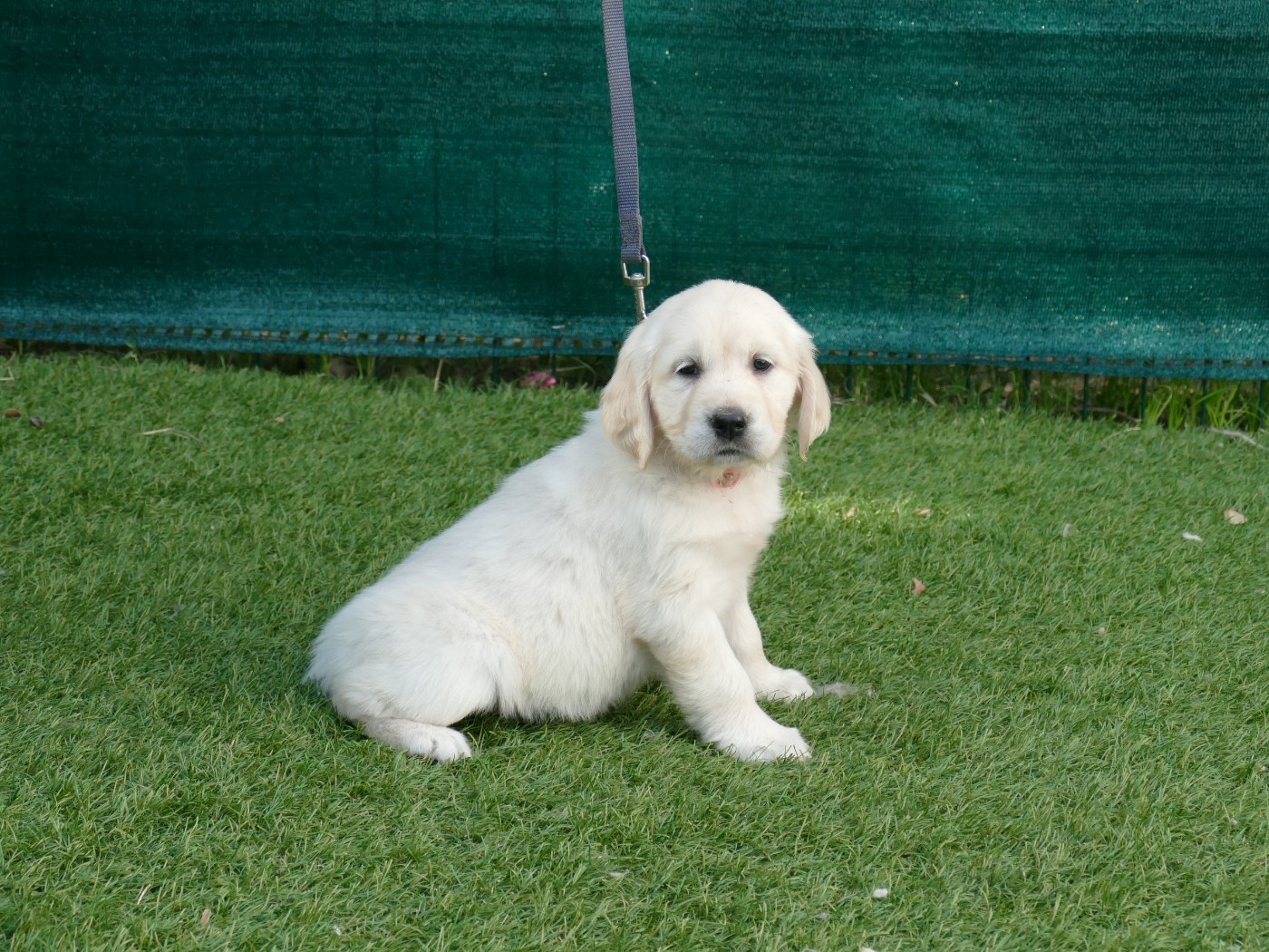 Du Temps Des Amazones - Chiots disponibles - Golden Retriever