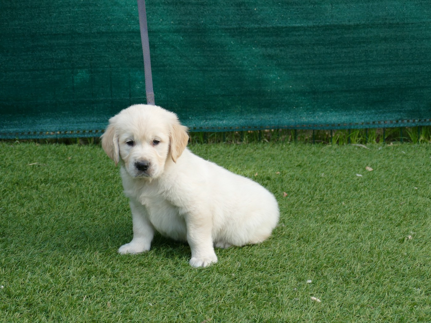 Du Temps Des Amazones - Chiots disponibles - Golden Retriever
