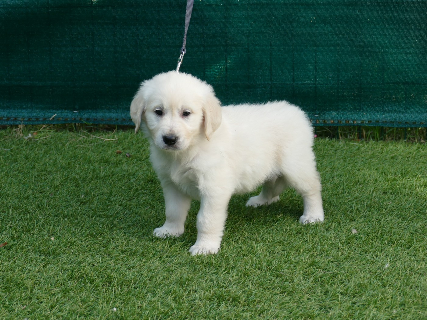 Du Temps Des Amazones - Chiots disponibles - Golden Retriever