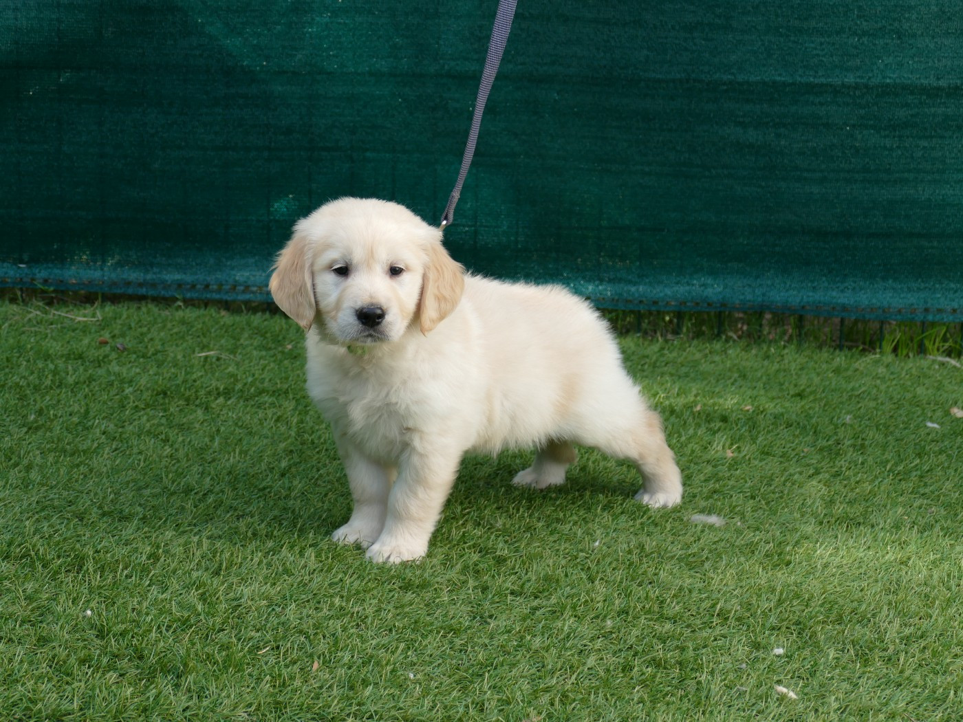 Du Temps Des Amazones - Chiots disponibles - Golden Retriever