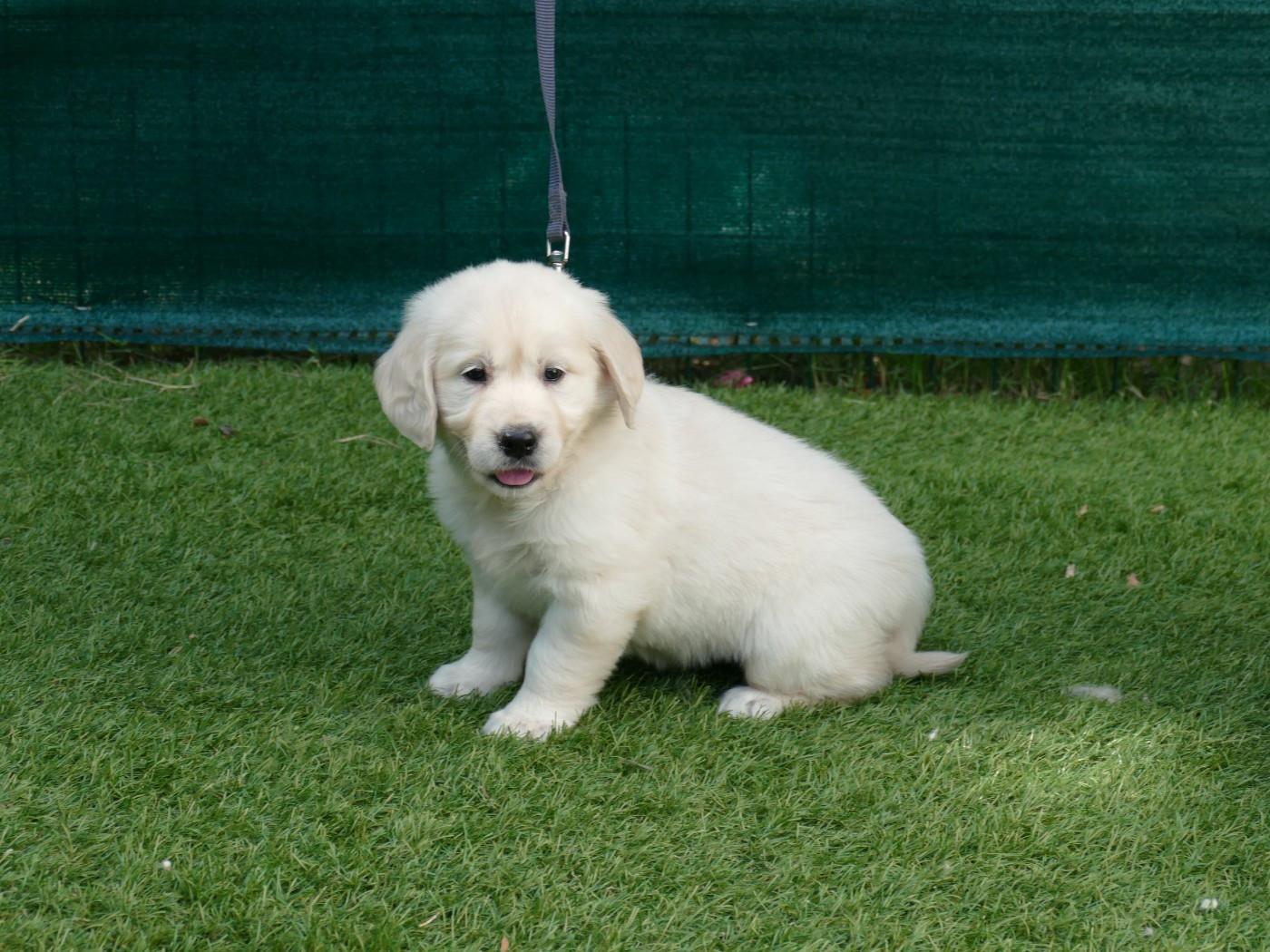 Du Temps Des Amazones - Chiots disponibles - Golden Retriever