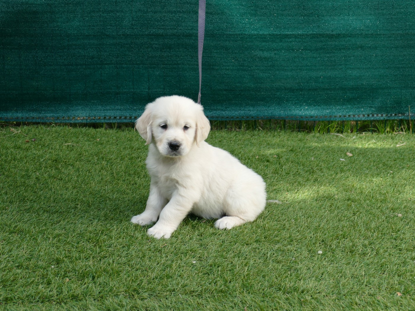 Du Temps Des Amazones - Chiots disponibles - Golden Retriever