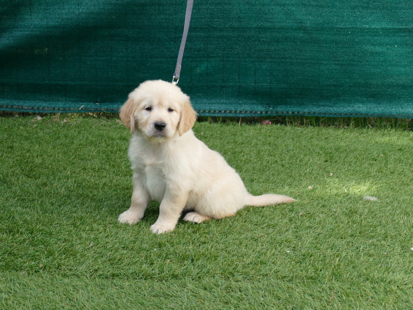 Du Temps Des Amazones - Chiots disponibles - Golden Retriever