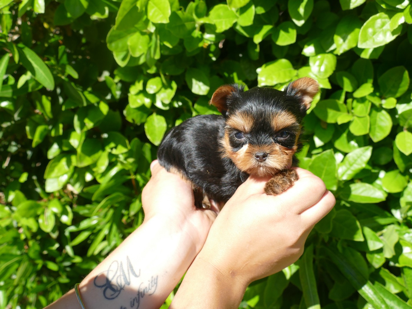 Du Temps Des Amazones - Chiots disponibles - Yorkshire Terrier
