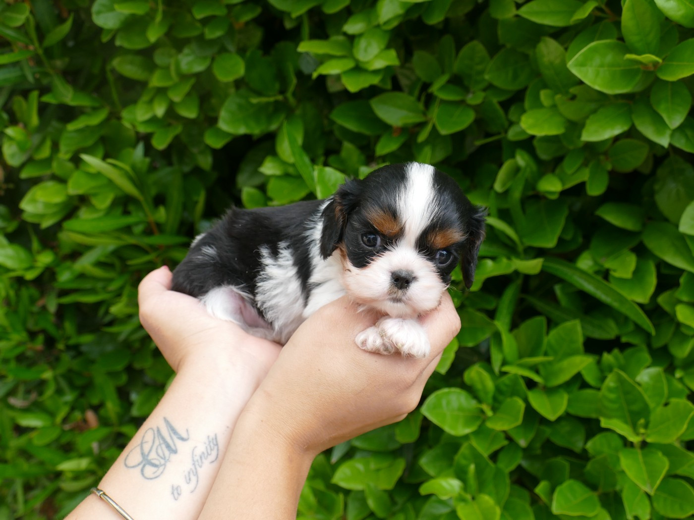 Du Temps Des Amazones - Chiots disponibles - Cavalier King Charles Spaniel