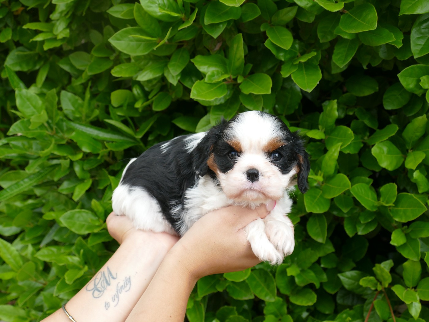 Du Temps Des Amazones - Chiots disponibles - Cavalier King Charles Spaniel