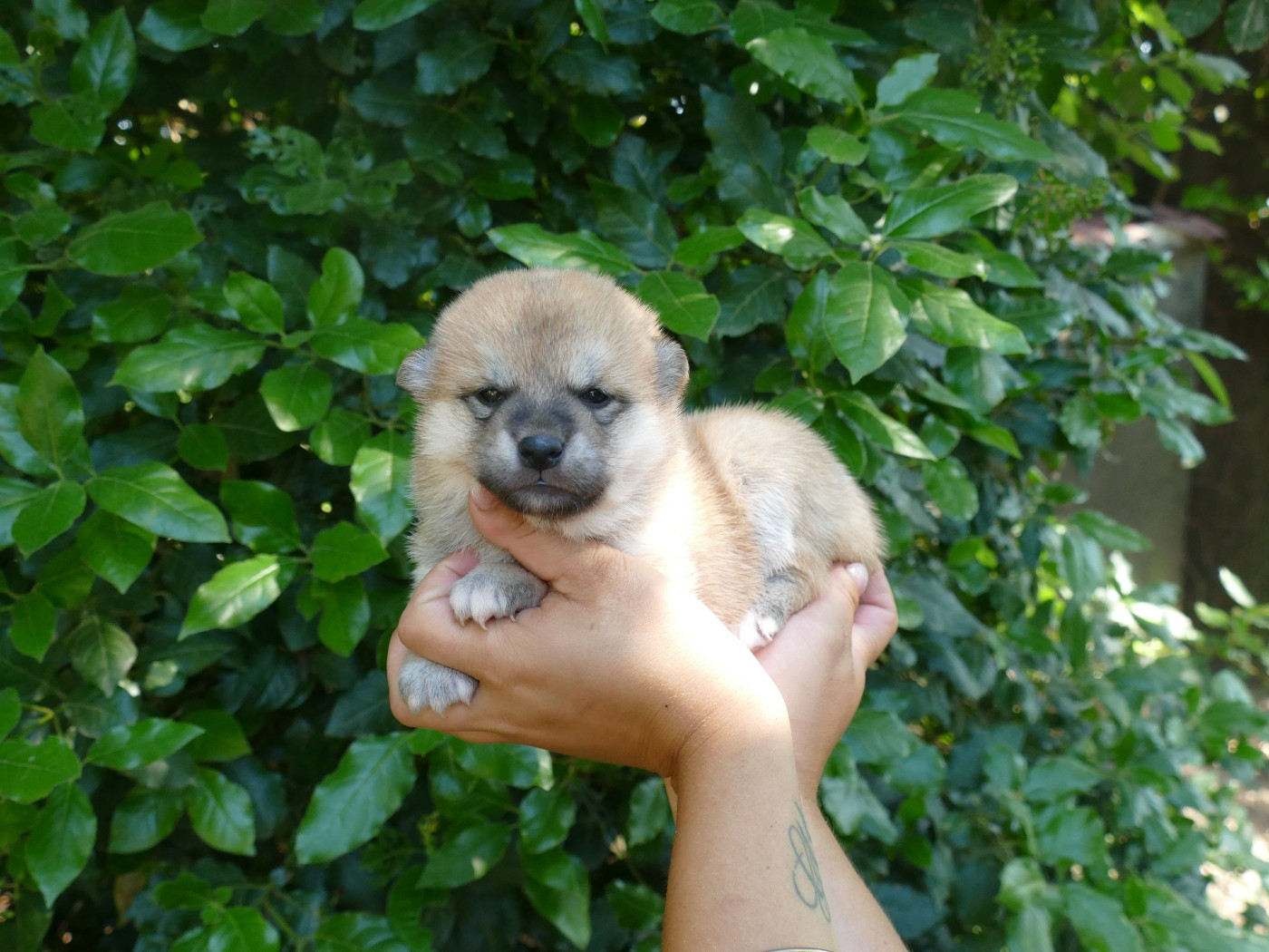 Du Temps Des Amazones - Chiots disponibles - Shiba