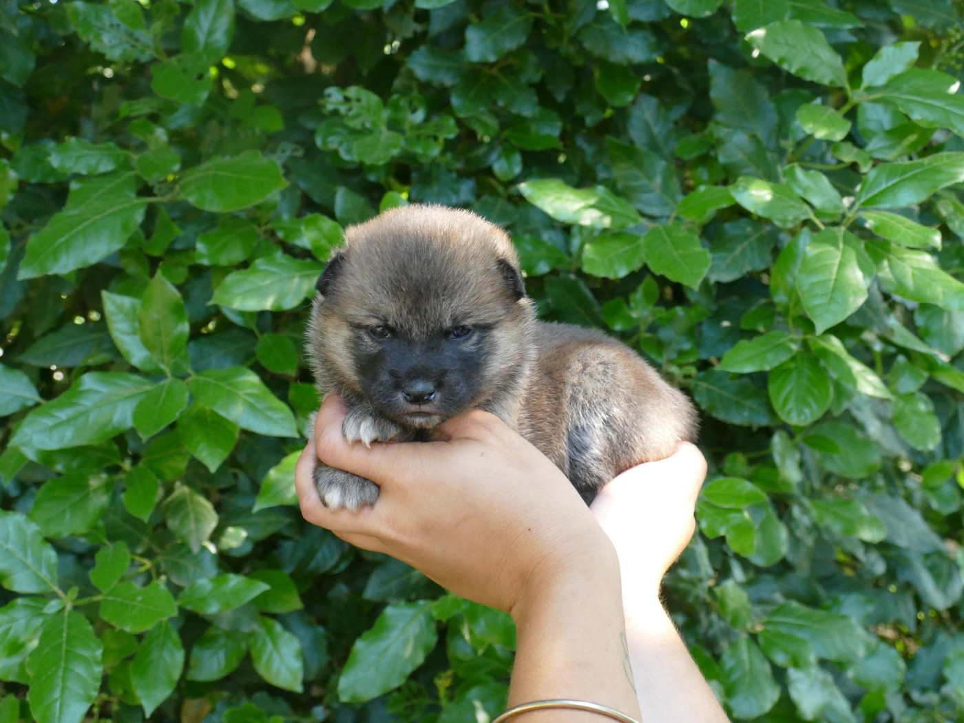 Du Temps Des Amazones - Chiots disponibles - Shiba