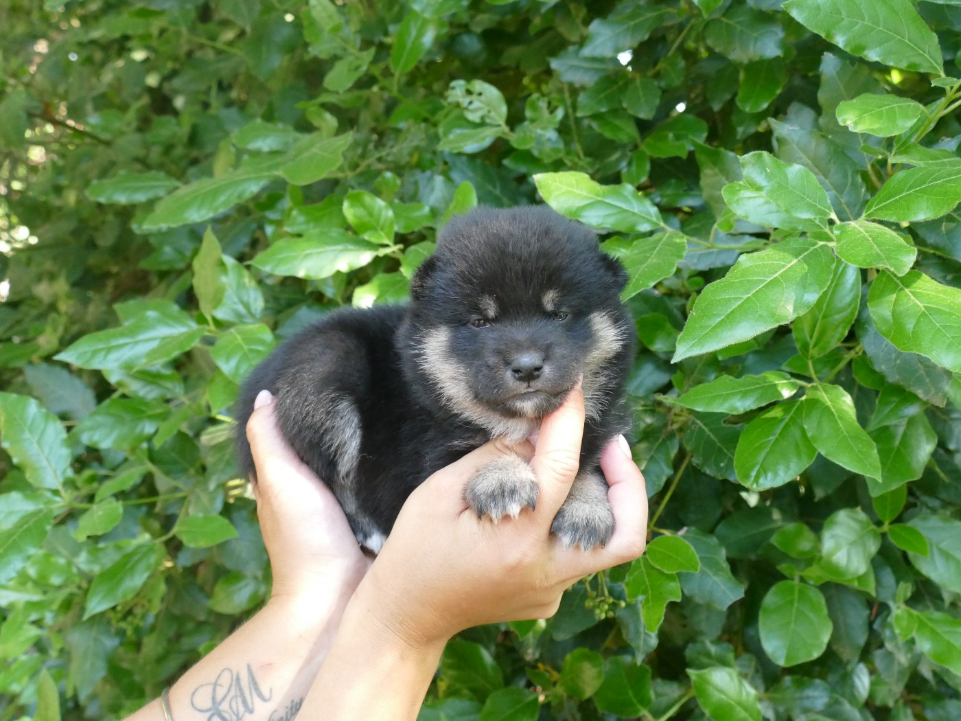 Du Temps Des Amazones - Chiots disponibles - Shiba