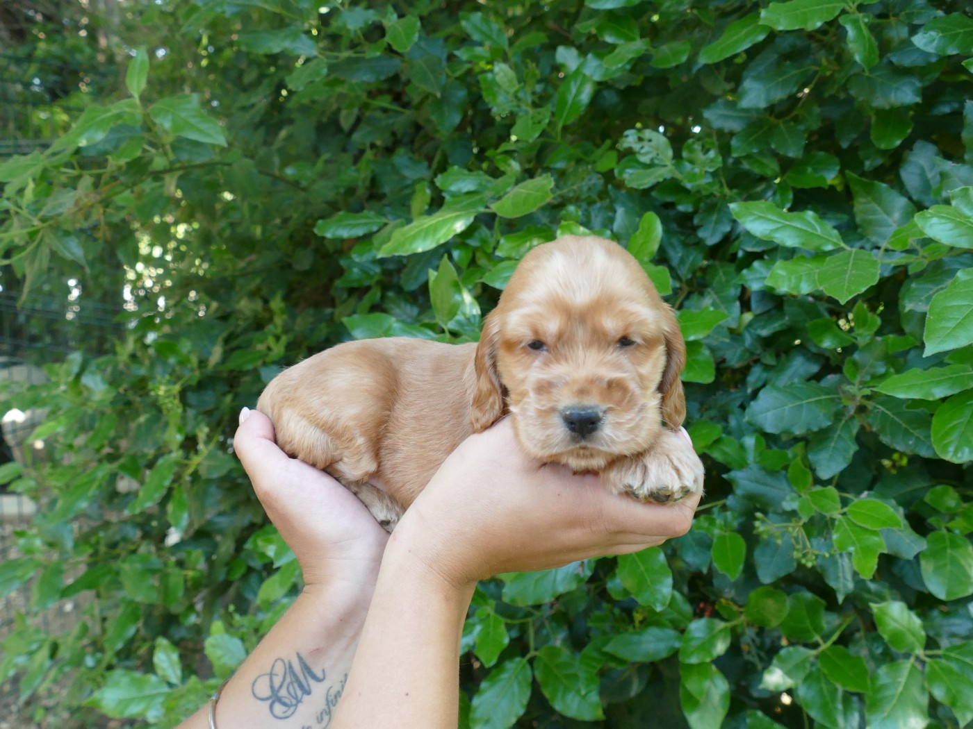 Du Temps Des Amazones - Chiots disponibles - Cocker Spaniel Anglais