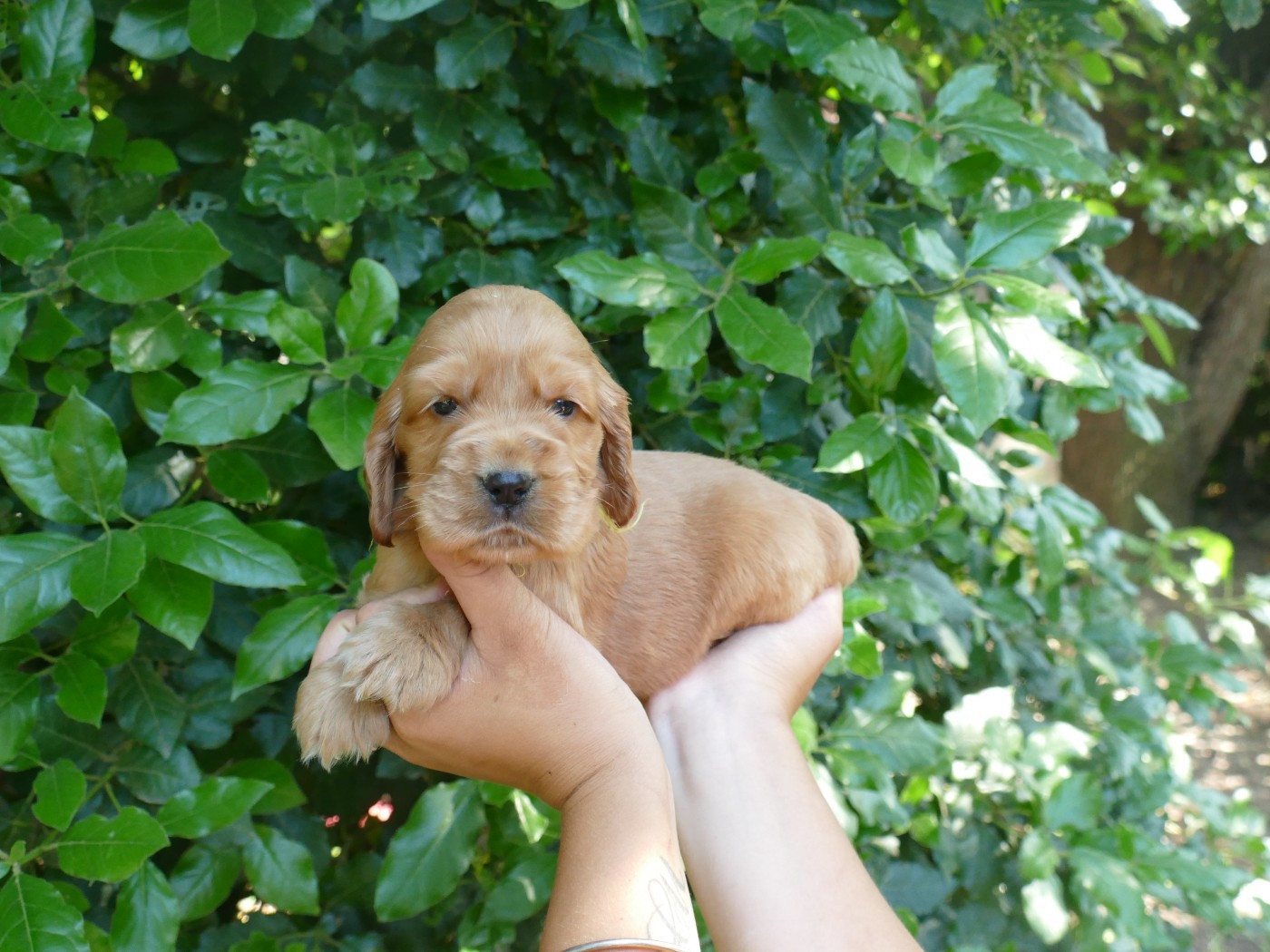 Du Temps Des Amazones - Chiots disponibles - Cocker Spaniel Anglais