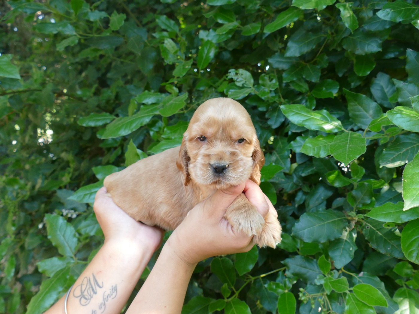 Du Temps Des Amazones - Chiots disponibles - Cocker Spaniel Anglais