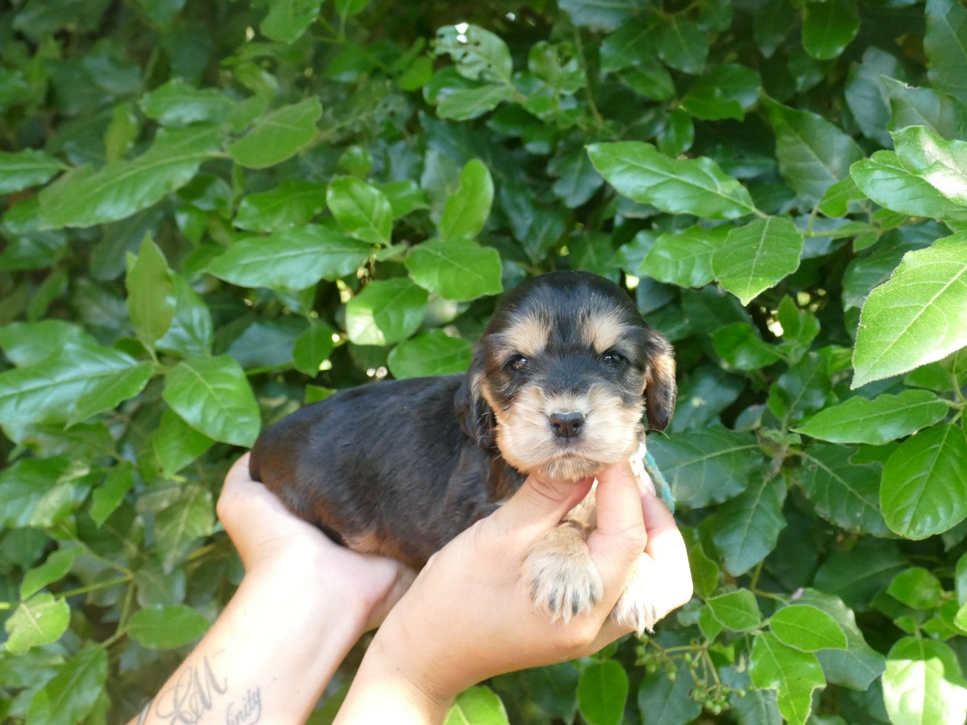Du Temps Des Amazones - Chiots disponibles - Cocker Spaniel Anglais