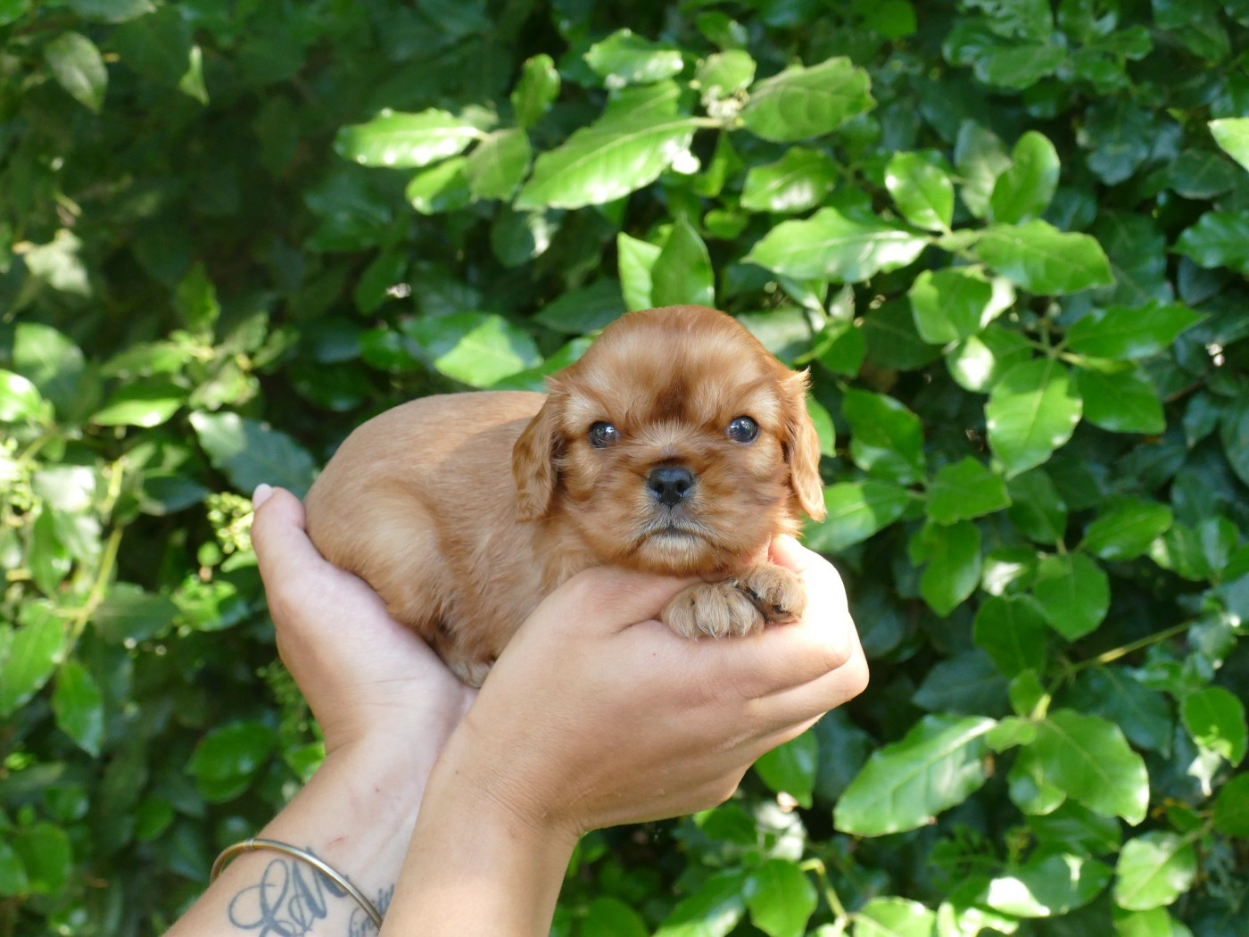 Du Temps Des Amazones - Chiots disponibles - Cavalier King Charles Spaniel