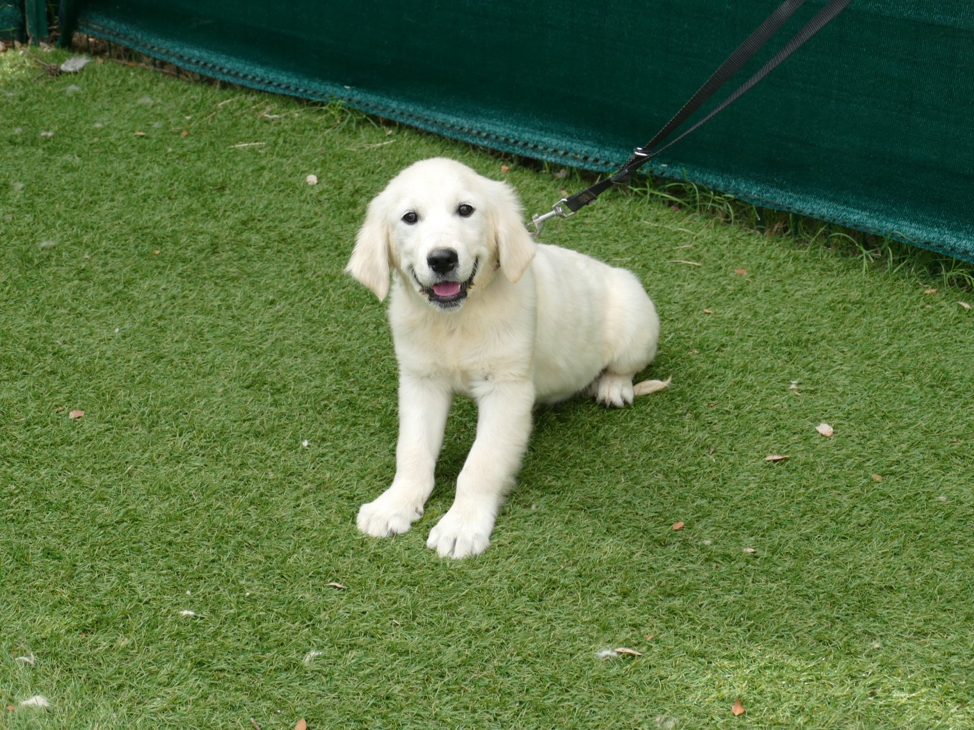Du Temps Des Amazones - Chiots disponibles - Golden Retriever