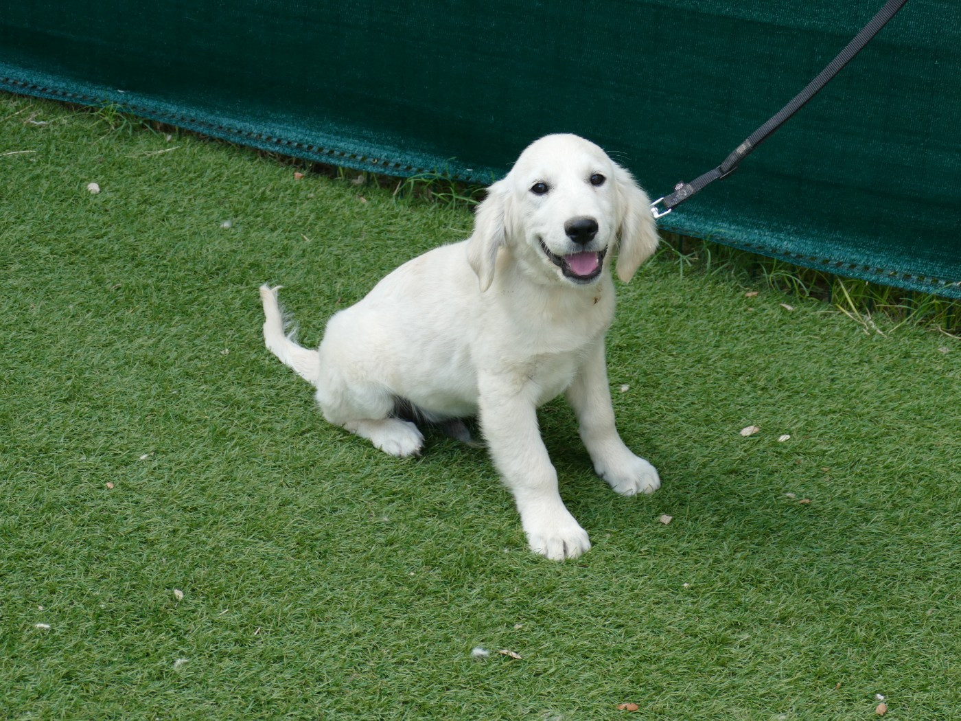 Du Temps Des Amazones - Chiots disponibles - Golden Retriever