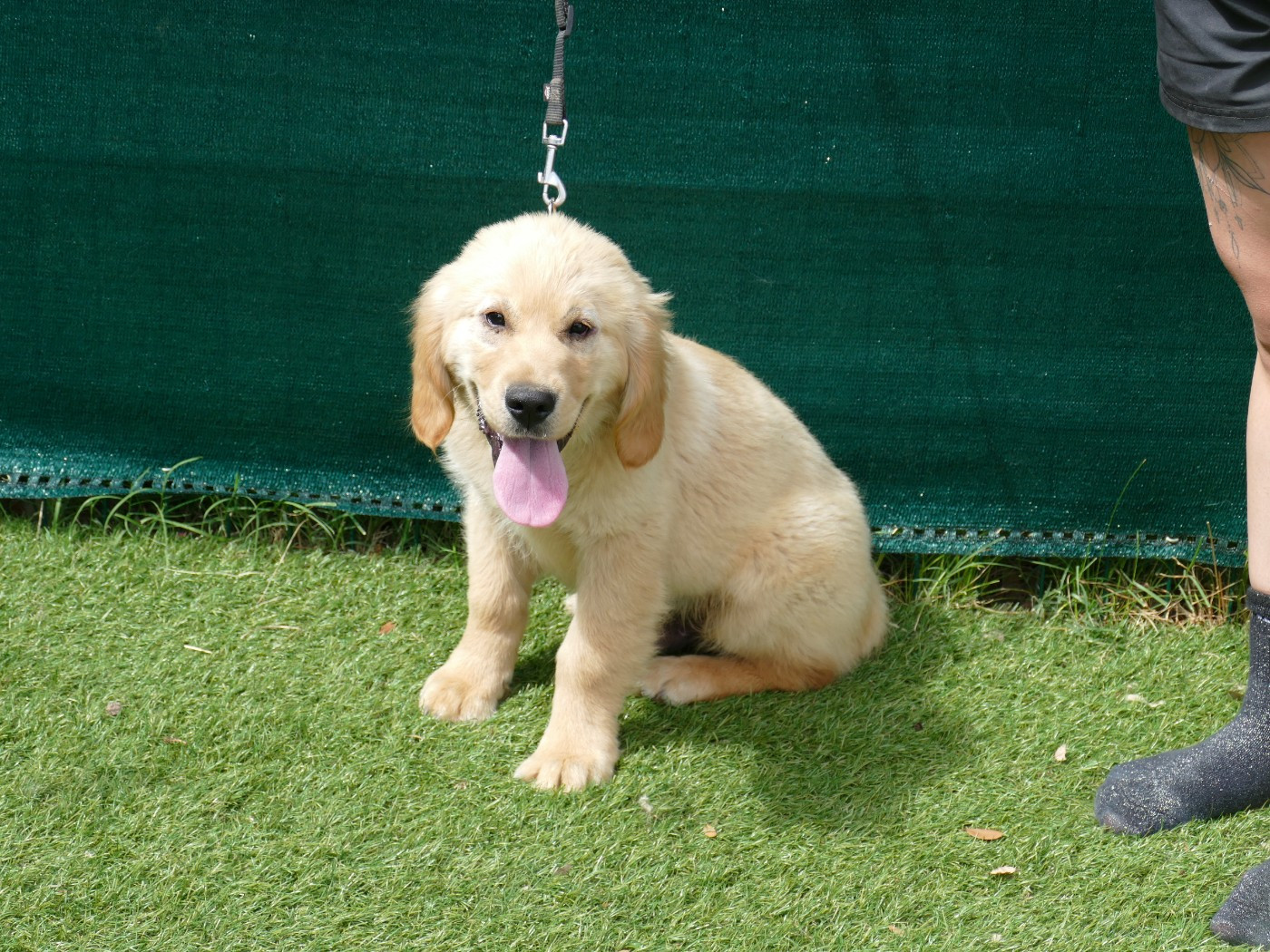 Du Temps Des Amazones - Chiots disponibles - Golden Retriever