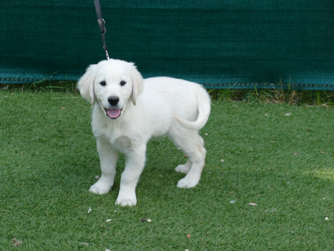 Du Temps Des Amazones - Chiots disponibles - Golden Retriever