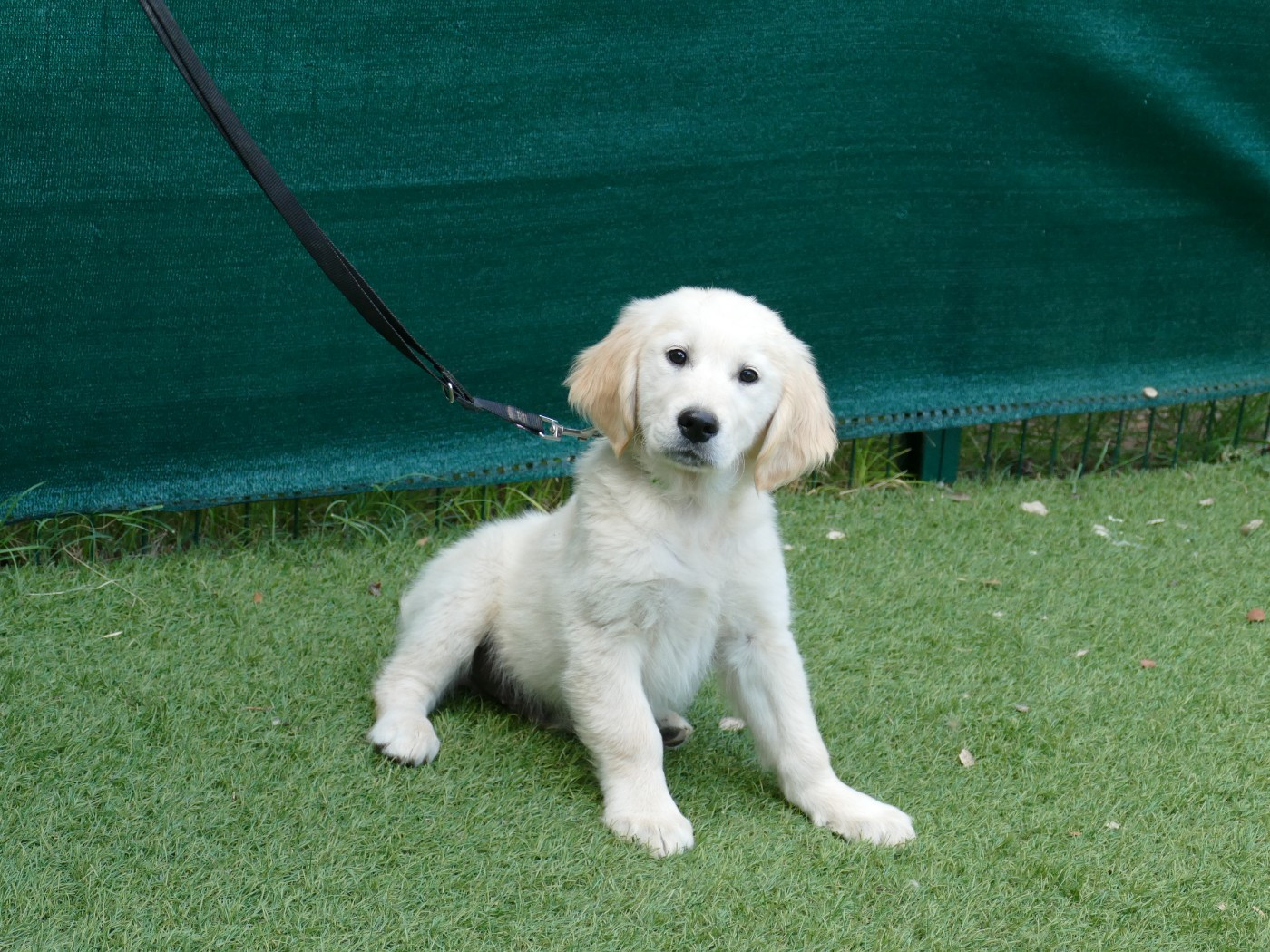 Du Temps Des Amazones - Chiots disponibles - Golden Retriever