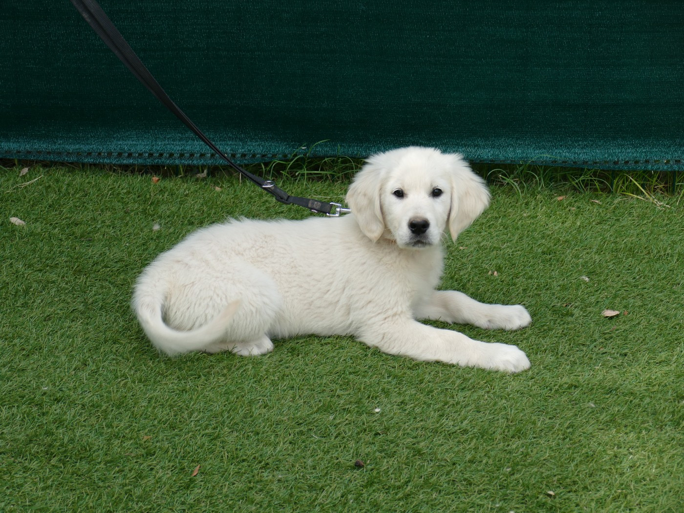 Du Temps Des Amazones - Chiots disponibles - Golden Retriever