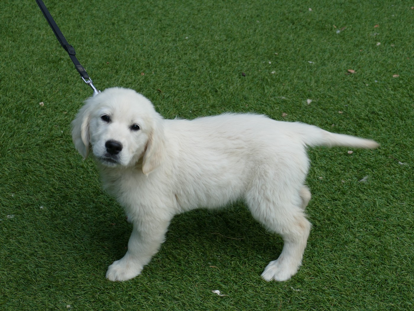 Du Temps Des Amazones - Chiots disponibles - Golden Retriever