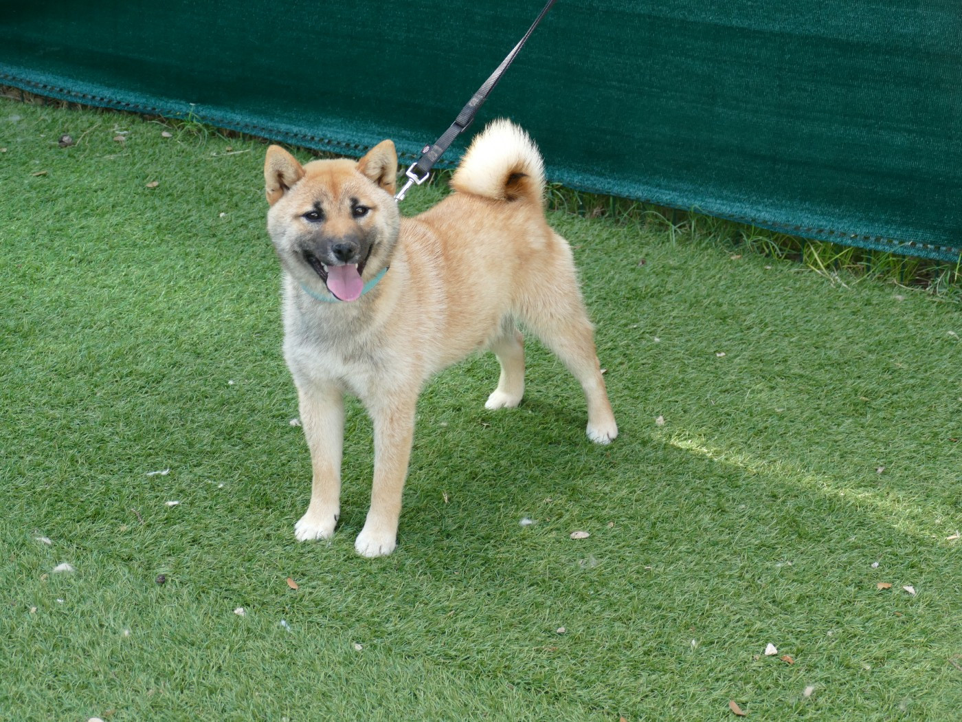 Du Temps Des Amazones - Chiots disponibles - Shiba