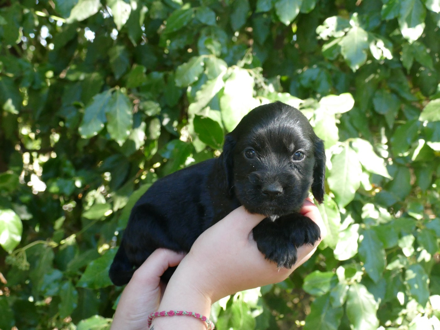 Du Temps Des Amazones - Chiots disponibles - Cocker Spaniel Anglais