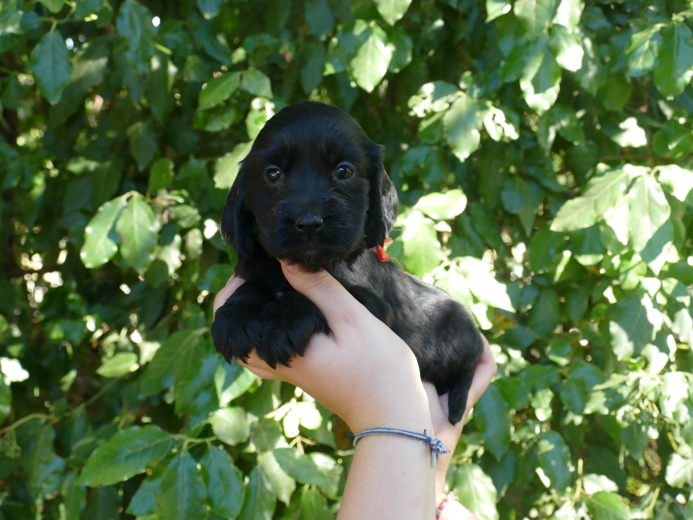 Du Temps Des Amazones - Chiots disponibles - Cocker Spaniel Anglais