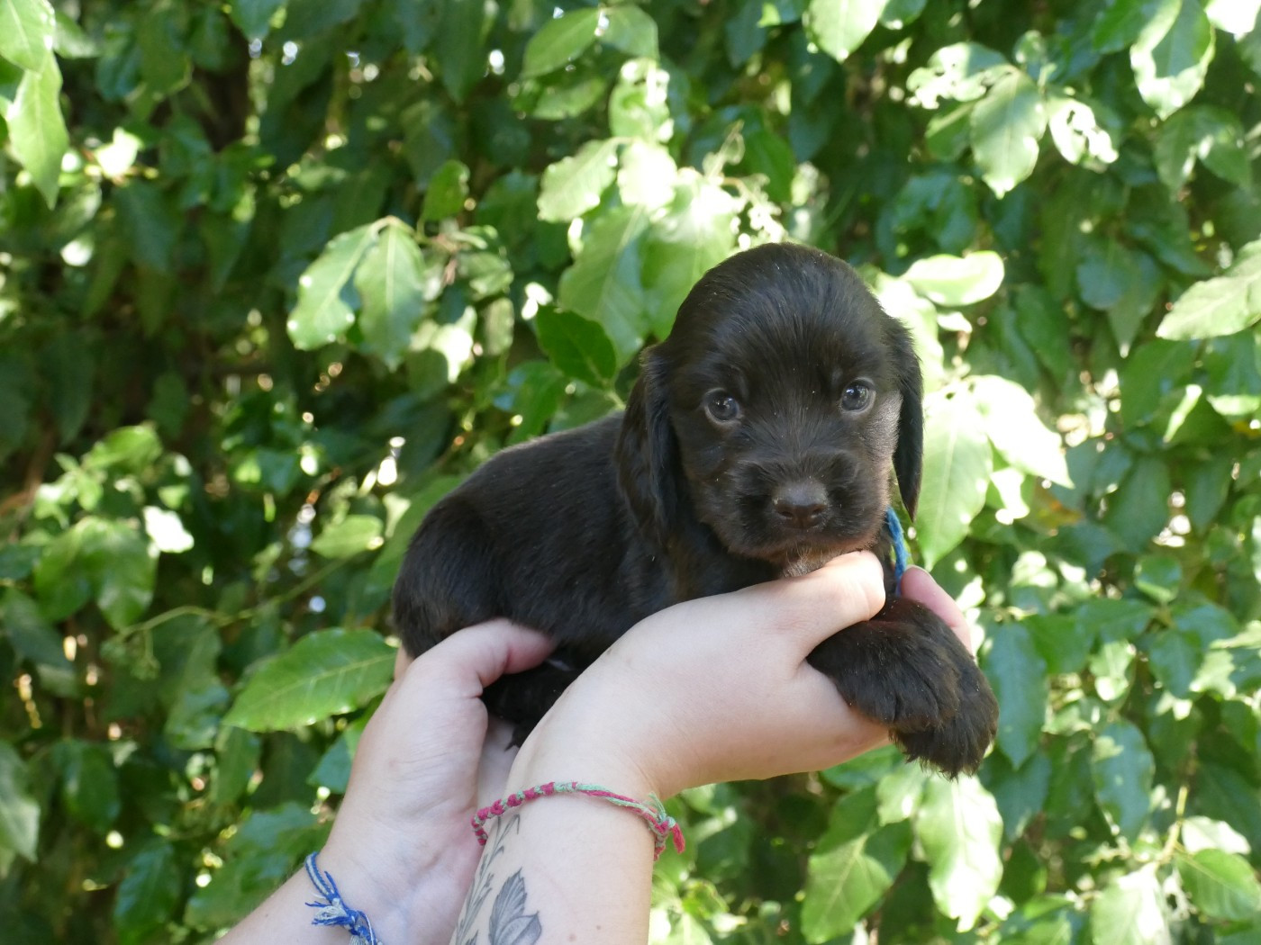 Du Temps Des Amazones - Chiots disponibles - Cocker Spaniel Anglais