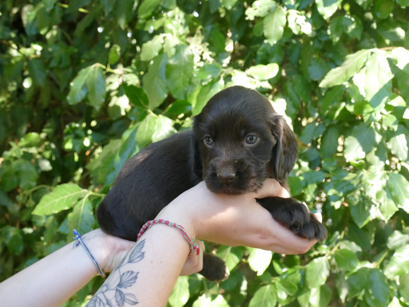 Du Temps Des Amazones - Chiots disponibles - Cocker Spaniel Anglais