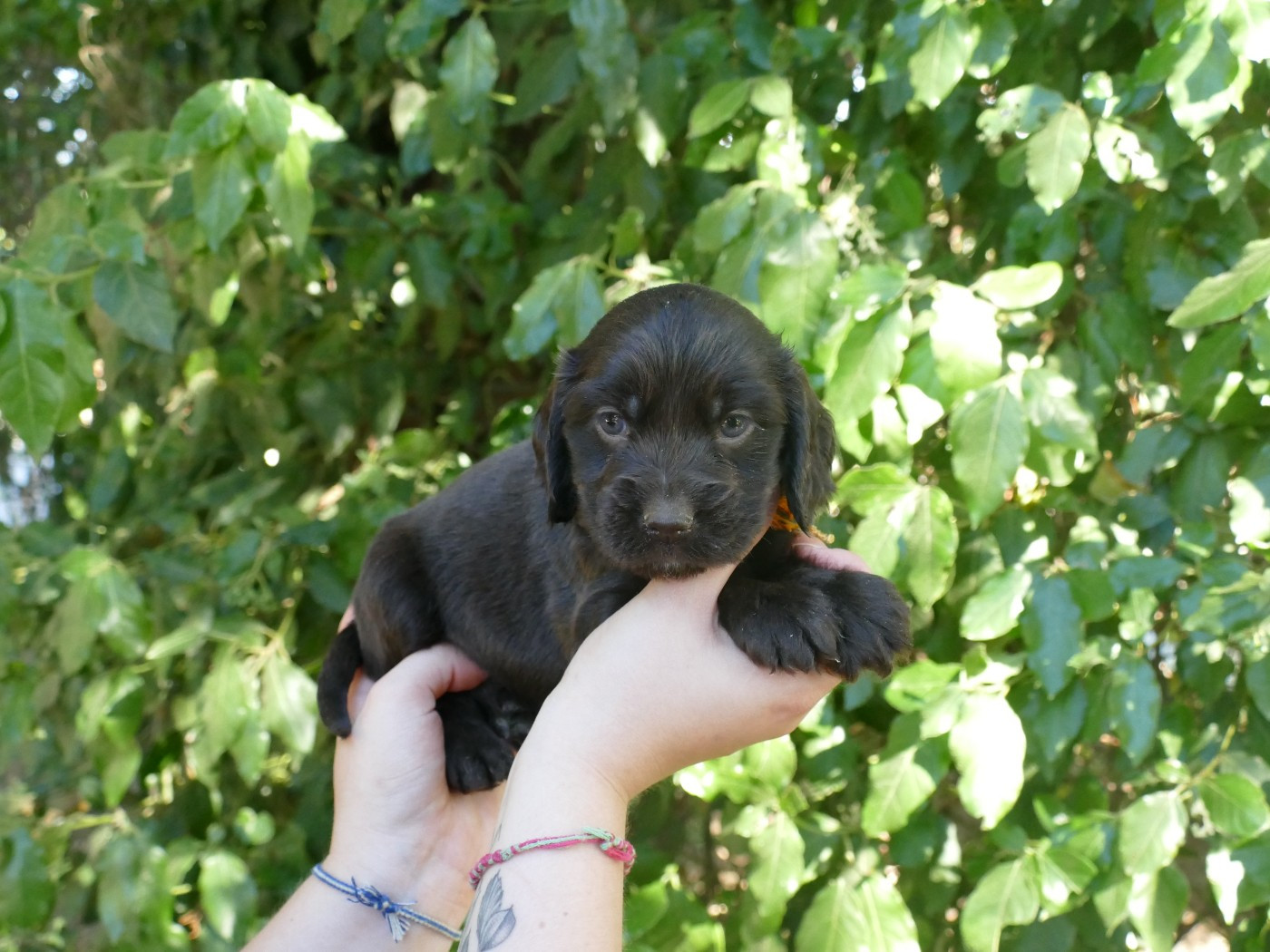 Du Temps Des Amazones - Chiots disponibles - Cocker Spaniel Anglais