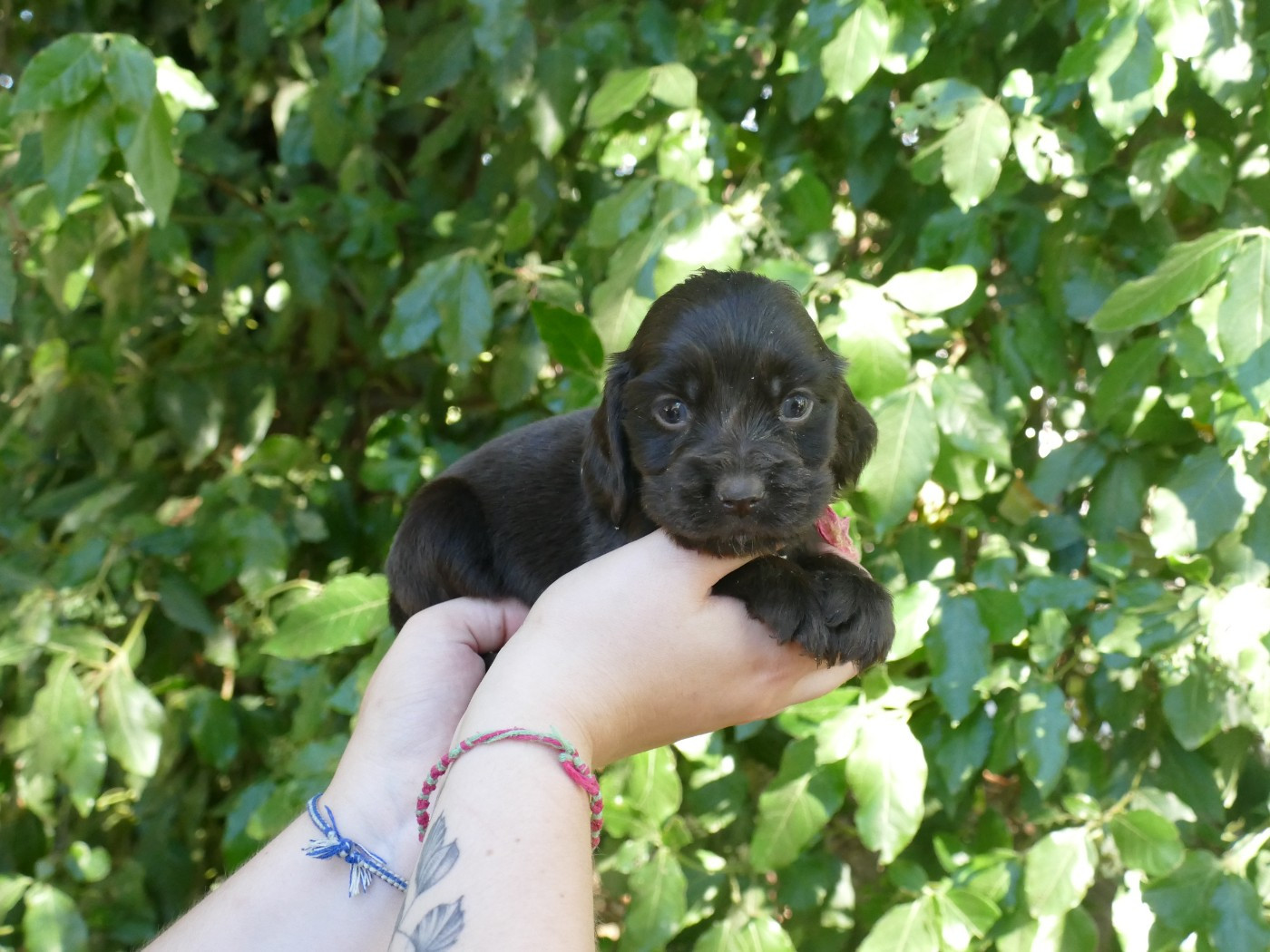 Du Temps Des Amazones - Chiots disponibles - Cocker Spaniel Anglais