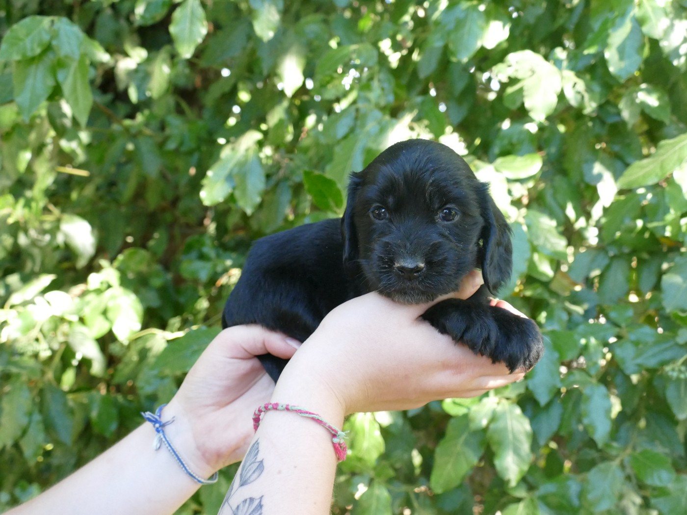 Du Temps Des Amazones - Chiots disponibles - Cocker Spaniel Anglais