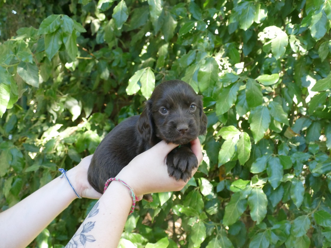Du Temps Des Amazones - Chiots disponibles - Cocker Spaniel Anglais