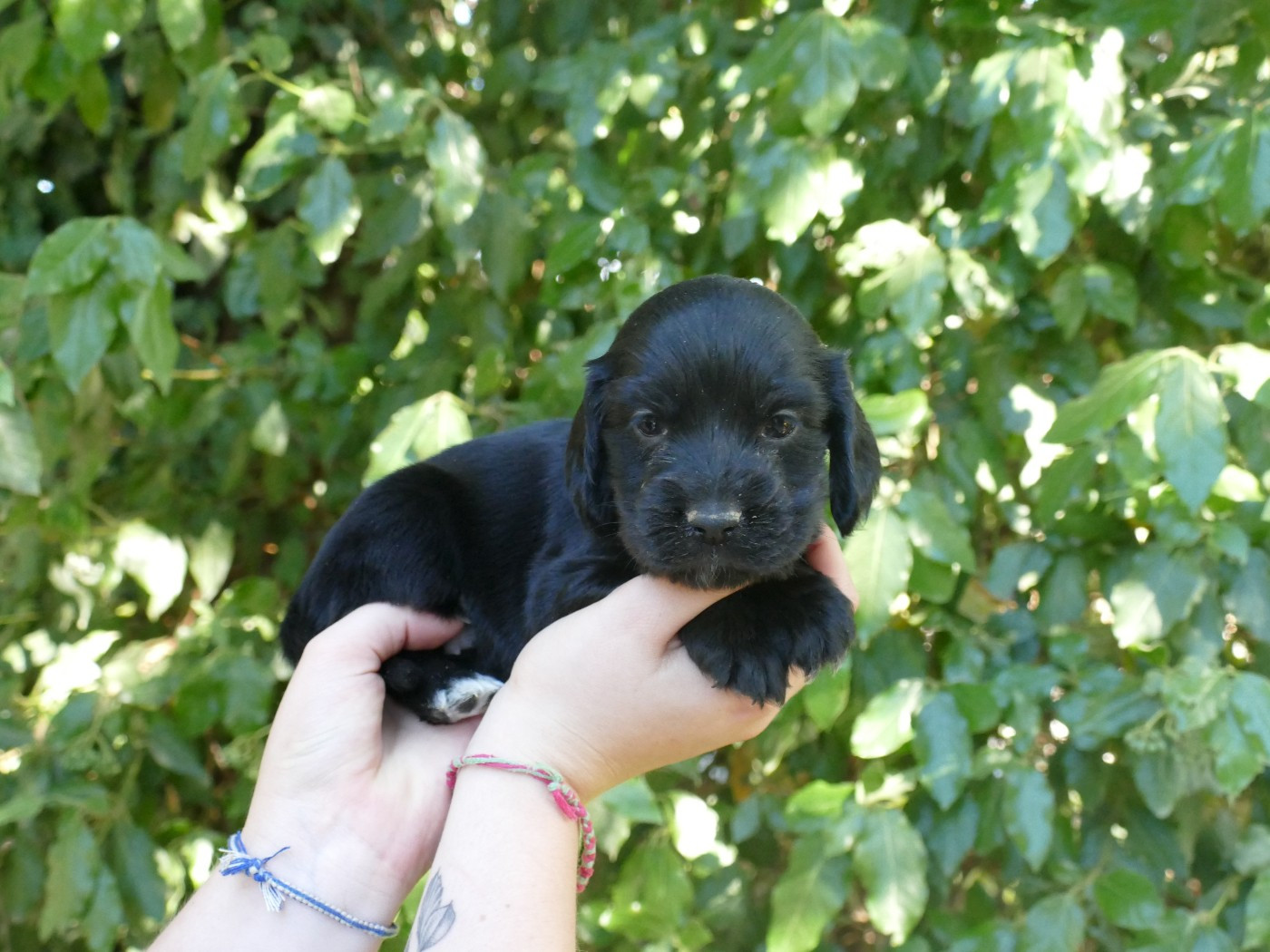 Du Temps Des Amazones - Chiots disponibles - Cocker Spaniel Anglais