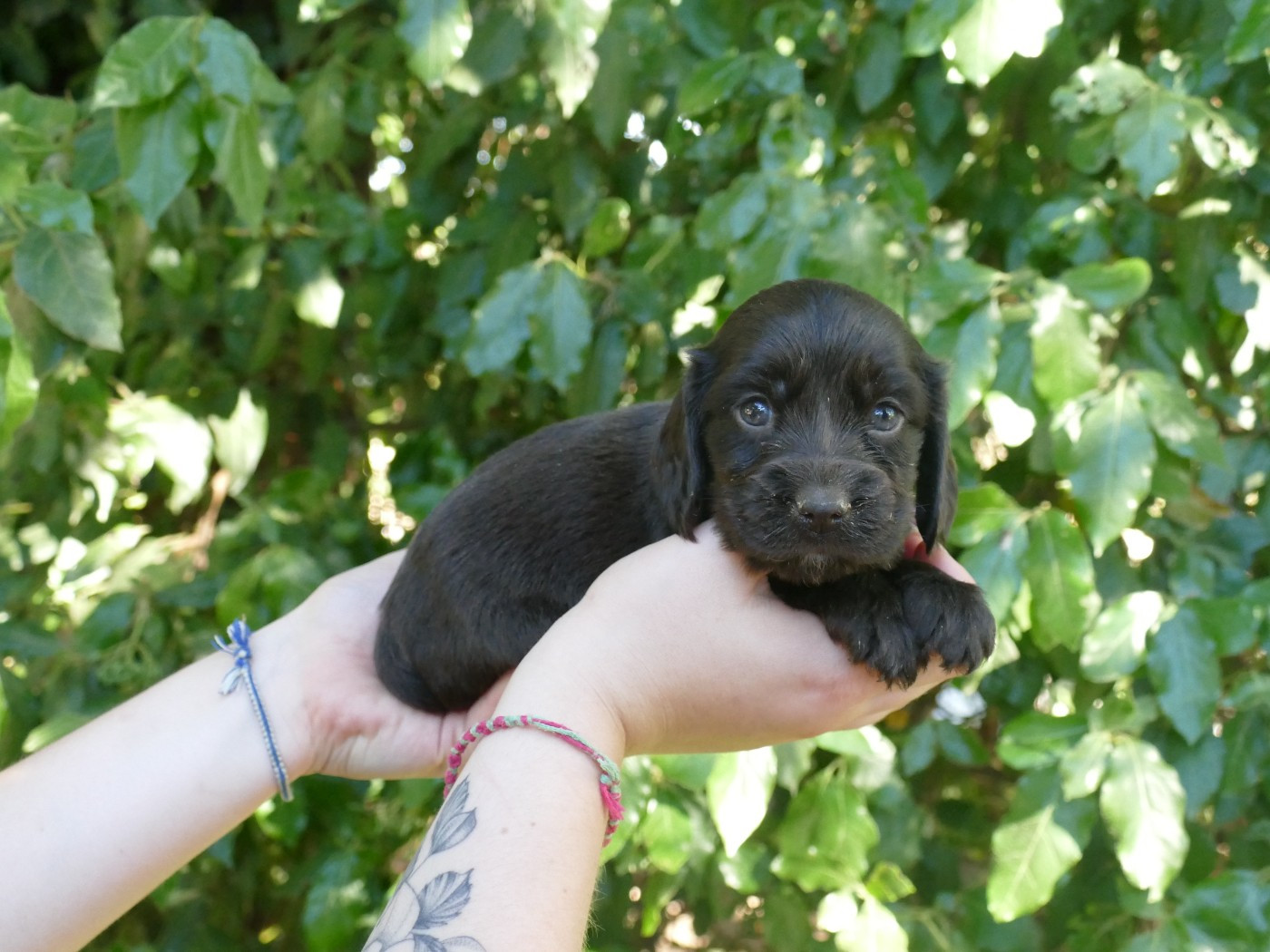 Du Temps Des Amazones - Chiots disponibles - Cocker Spaniel Anglais