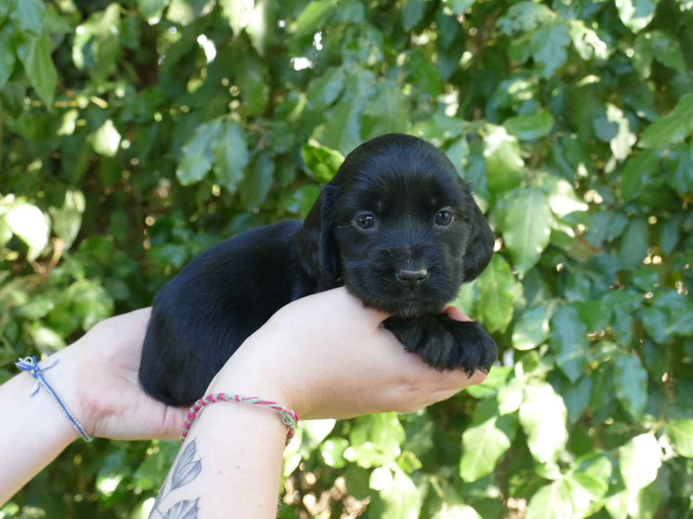 Du Temps Des Amazones - Chiots disponibles - Cocker Spaniel Anglais