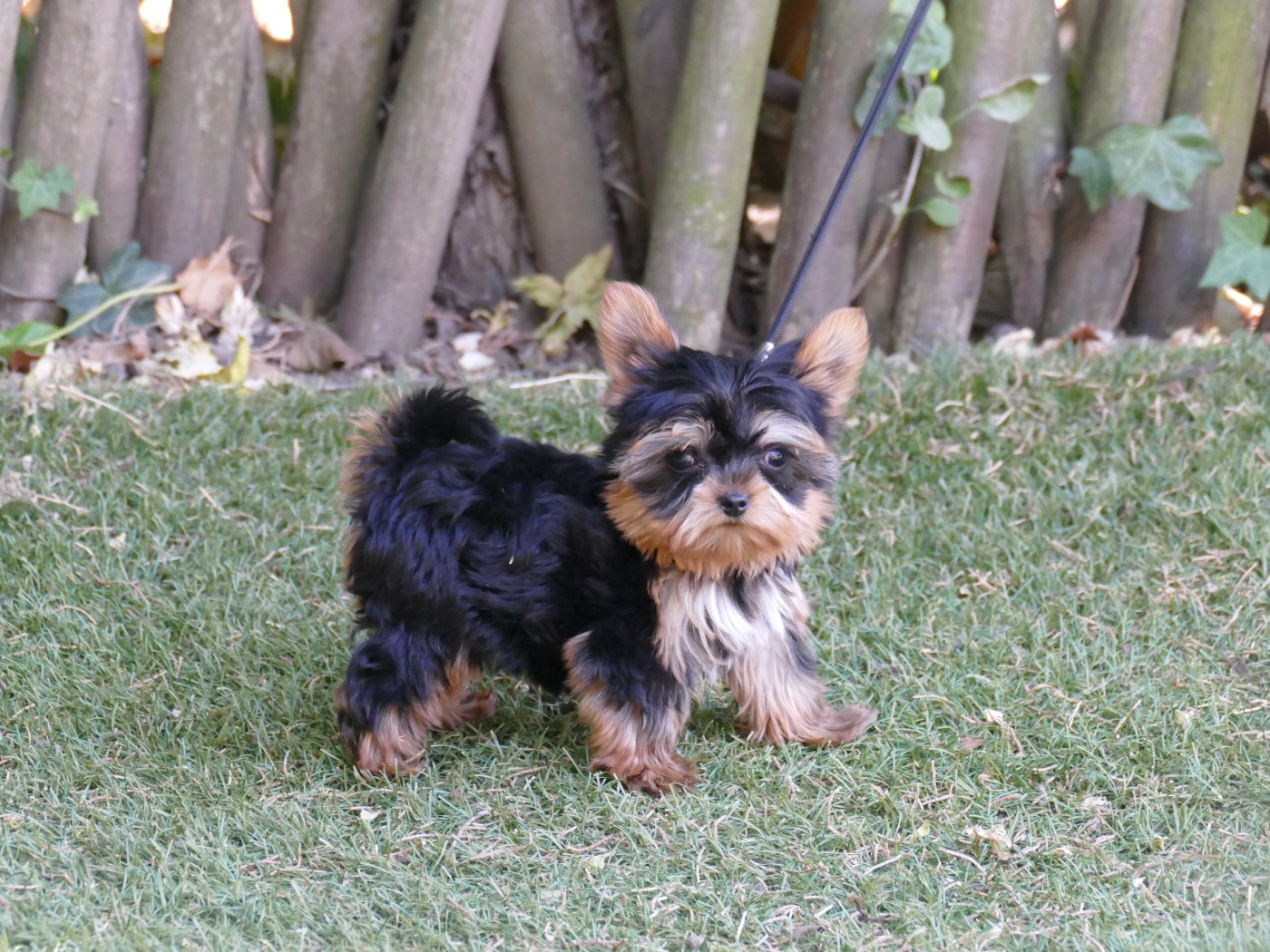 Du Temps Des Amazones - Chiots disponibles - Yorkshire Terrier