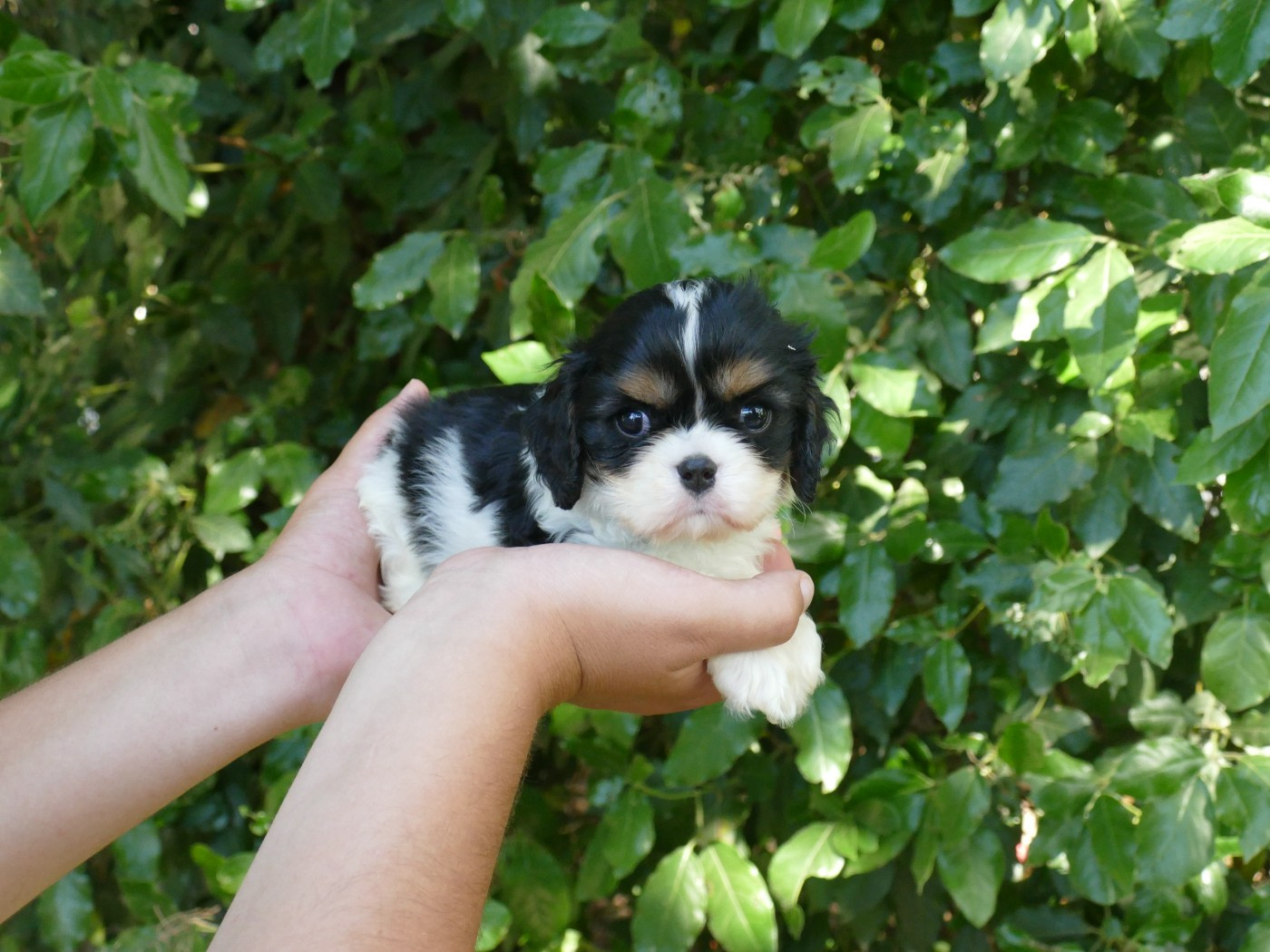 Du Temps Des Amazones - Chiots disponibles - Cavalier King Charles Spaniel