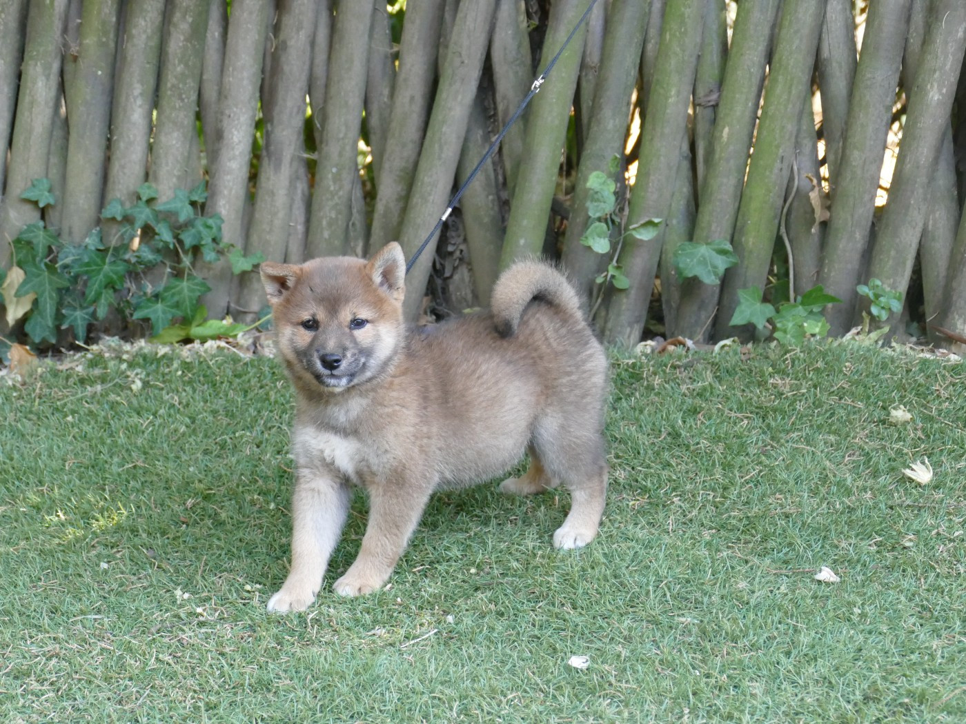 Du Temps Des Amazones - Chiots disponibles - Shiba