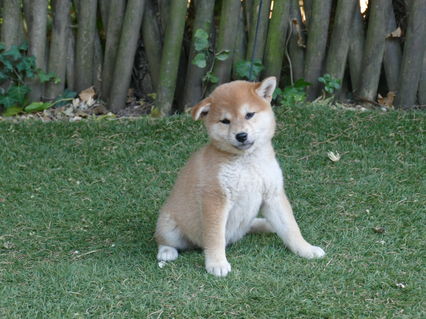 Du Temps Des Amazones - Chiots disponibles - Shiba