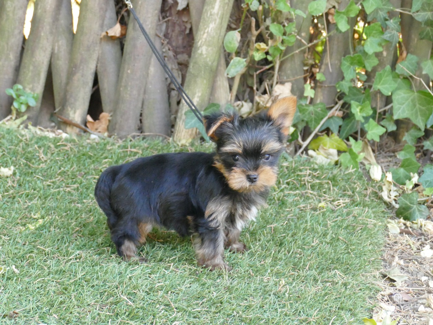 Du Temps Des Amazones - Chiots disponibles - Yorkshire Terrier