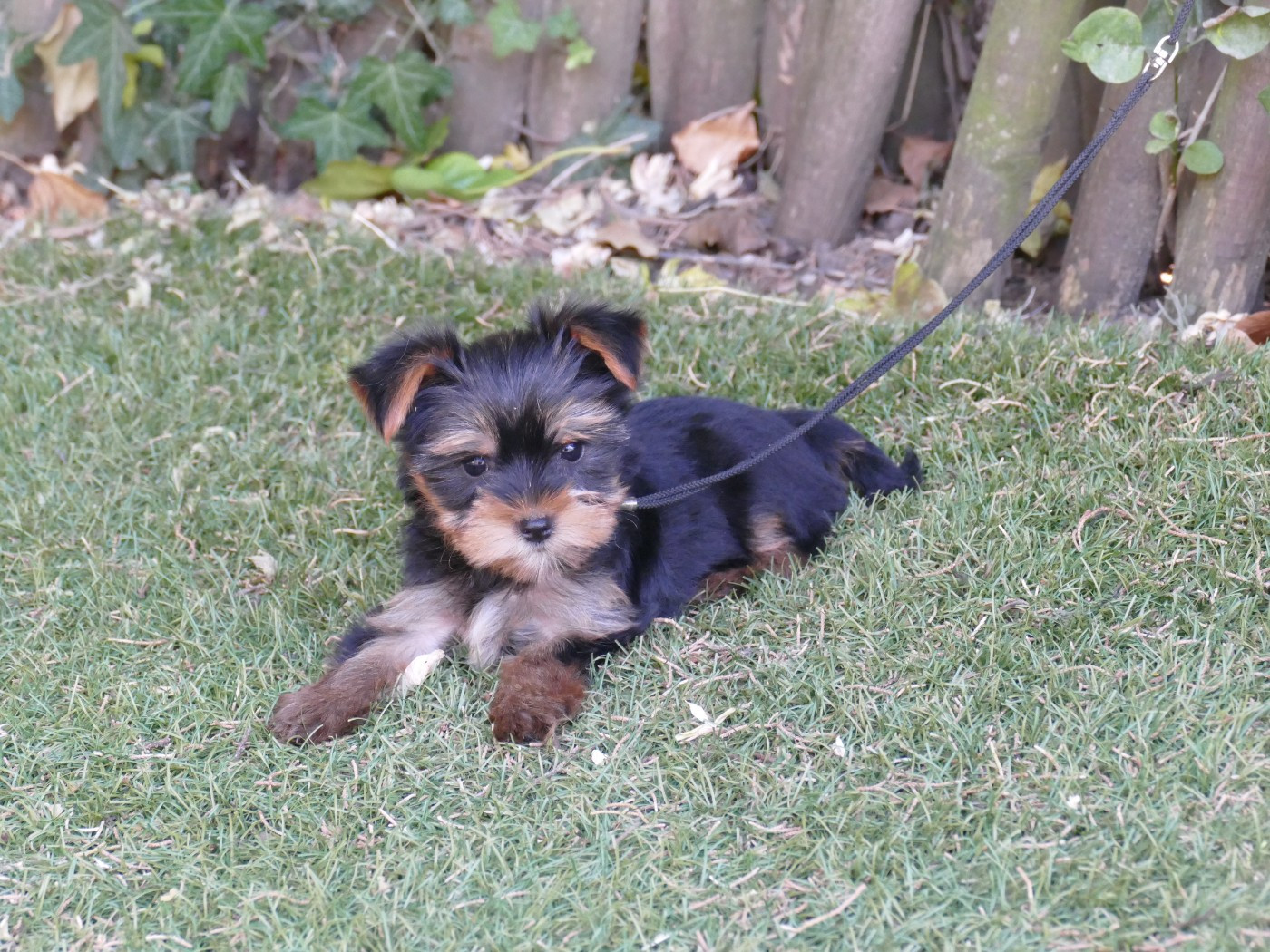 Du Temps Des Amazones - Chiots disponibles - Yorkshire Terrier