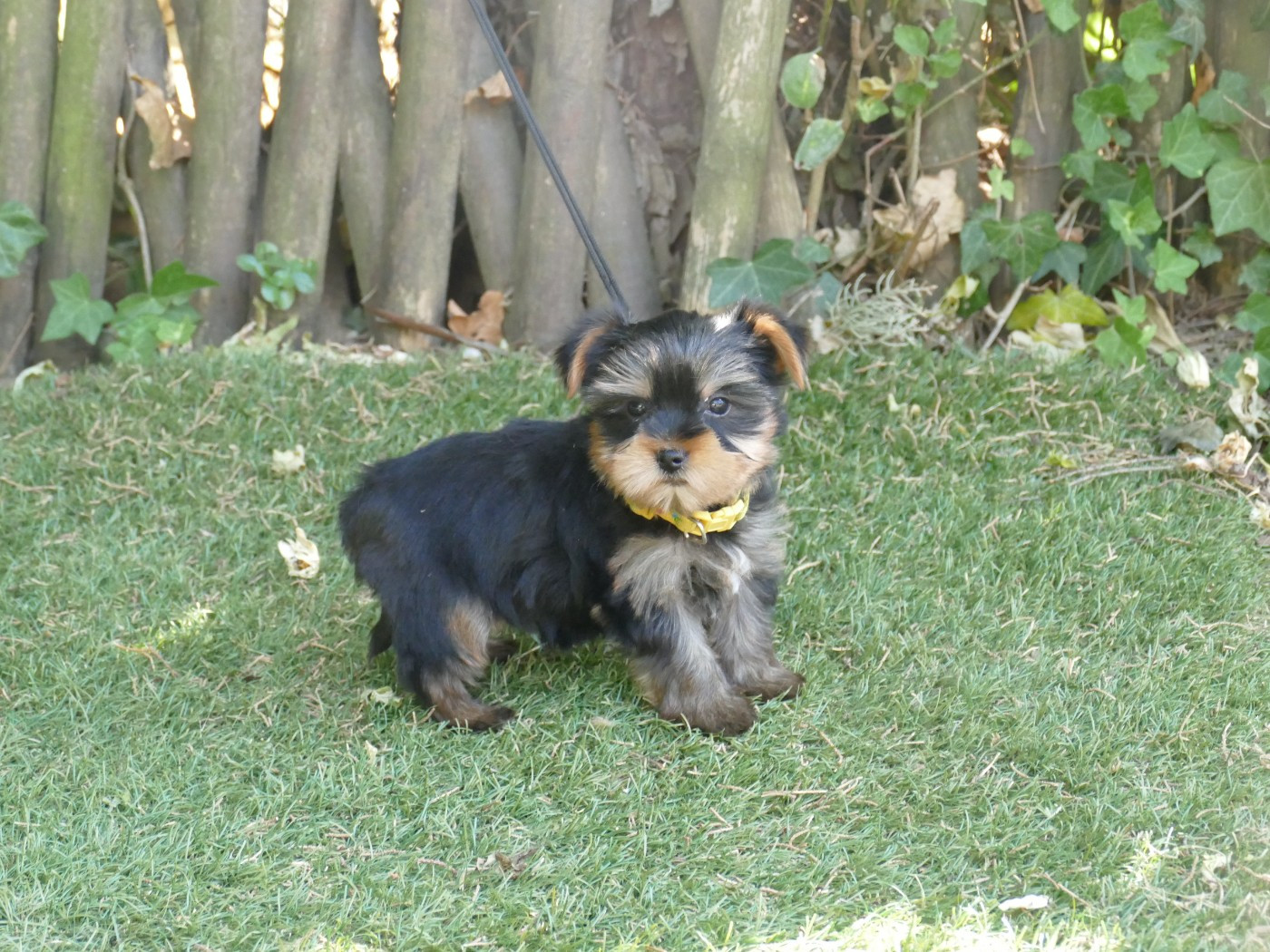 Du Temps Des Amazones - Chiots disponibles - Yorkshire Terrier