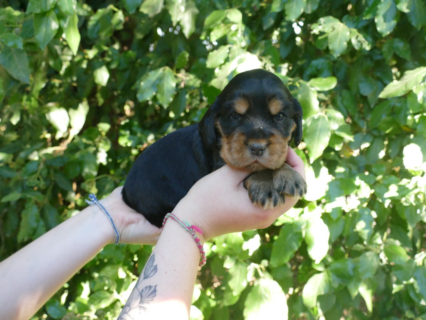 Du Temps Des Amazones - Chiots disponibles - Cocker Spaniel Anglais
