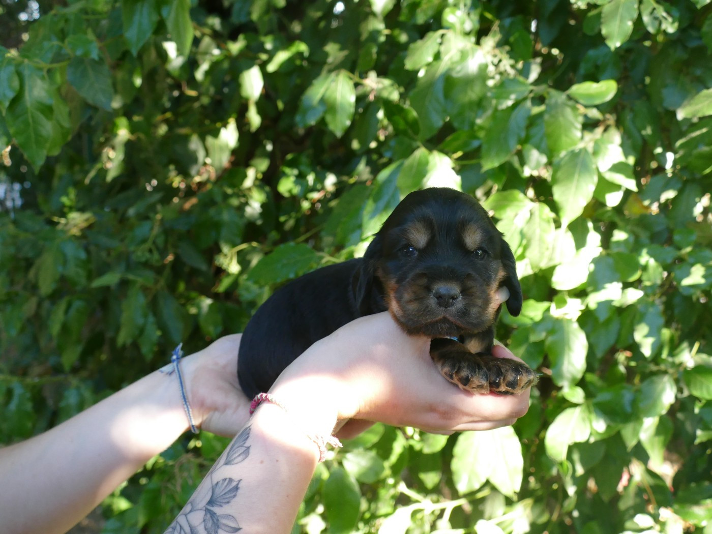 Du Temps Des Amazones - Chiots disponibles - Cocker Spaniel Anglais