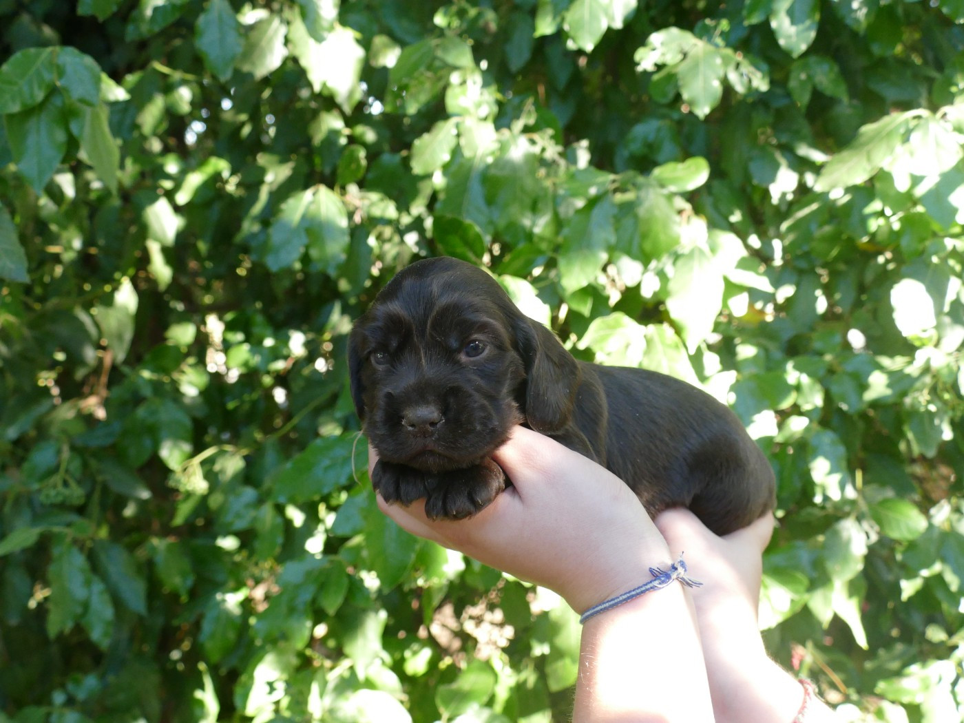 Du Temps Des Amazones - Chiots disponibles - Cocker Spaniel Anglais