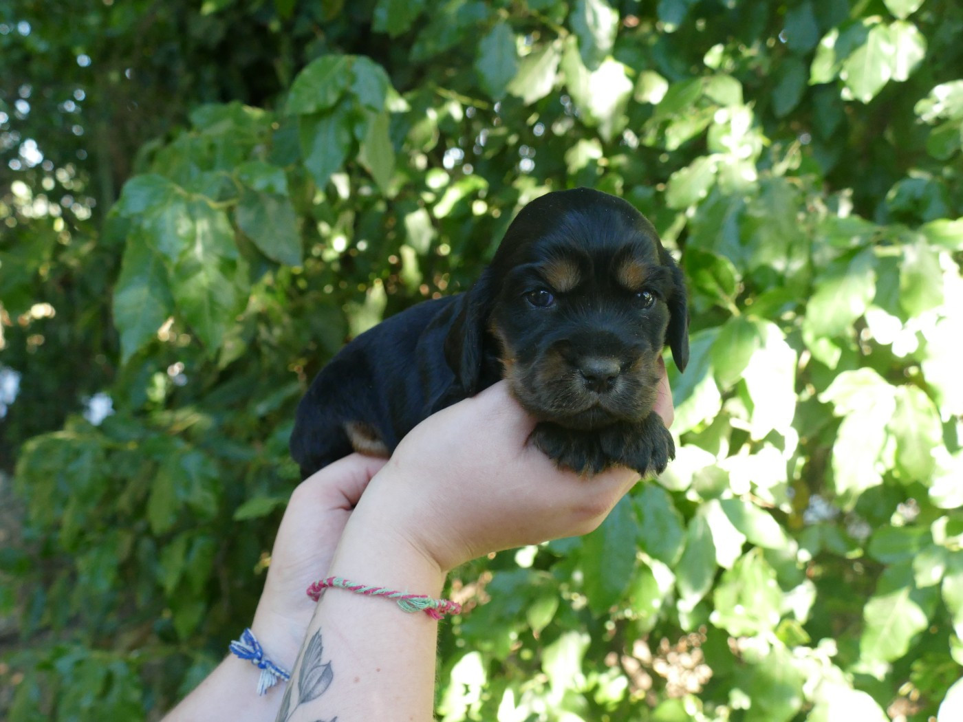 Du Temps Des Amazones - Chiots disponibles - Cocker Spaniel Anglais