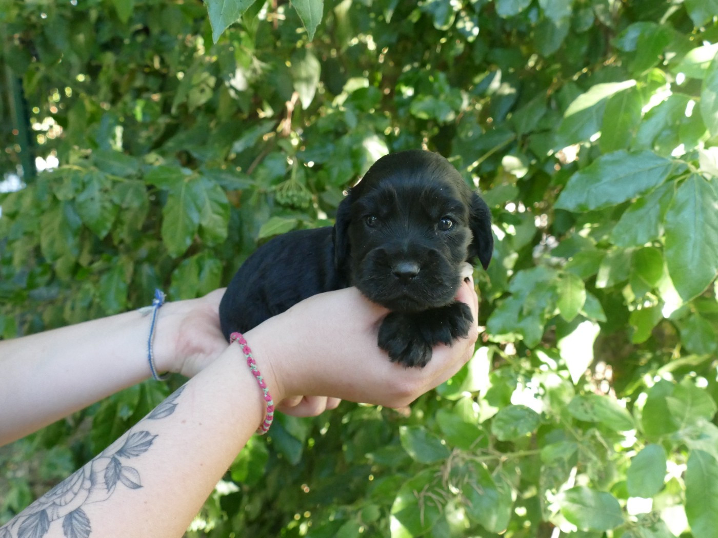 Du Temps Des Amazones - Chiots disponibles - Cocker Spaniel Anglais