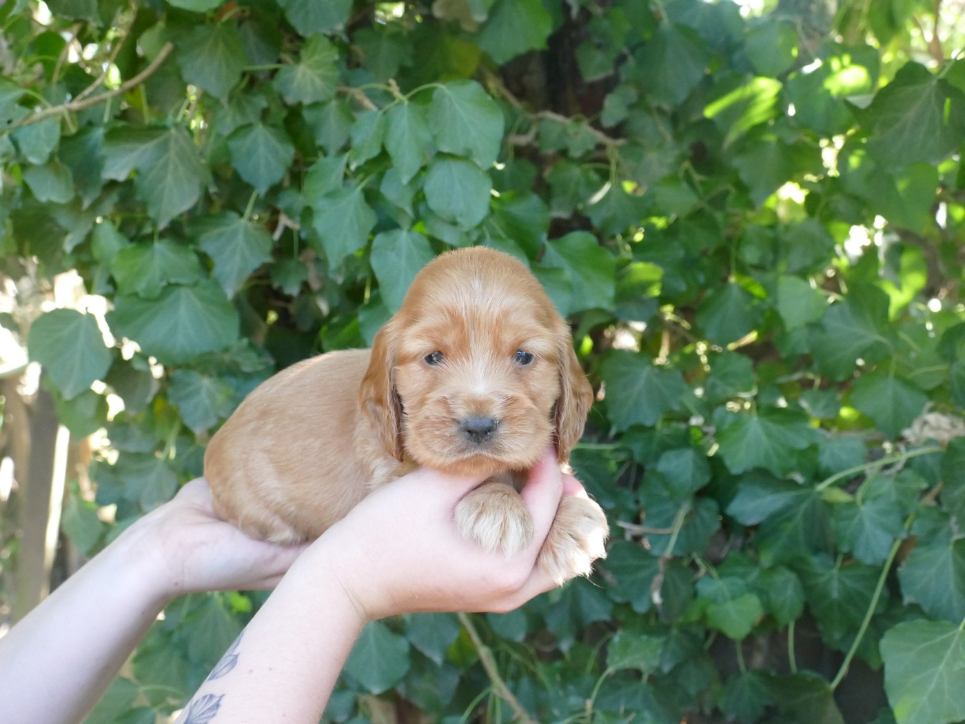Du Temps Des Amazones - Chiots disponibles - Cocker Spaniel Anglais